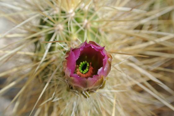 Organ Pipe Cactus national Monument