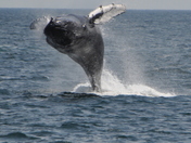 Cape Cod National Seashore