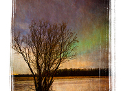 Aurora Tree with a difference