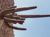 Organ Pipe Cactus Nat Monument