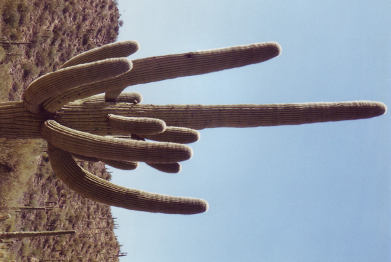 Organ Pipe Cactus Nat Monument