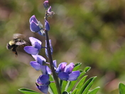 Olympic National Park