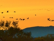 Bosque del Apache NWR