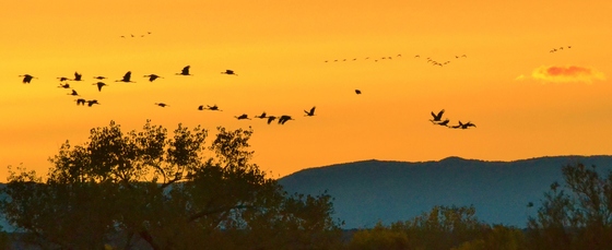 Bosque del Apache NWR
