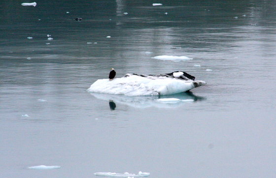 Glacier Bay, AK