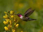 Rocky Mountain National Park