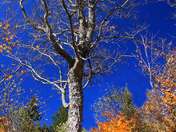 Great Smoky Mountains National Park