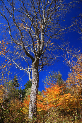 Great Smoky Mountains National Park