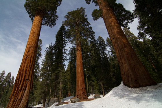 Sequoia NP