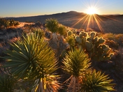Mojave National Preserve