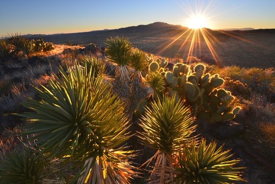 Mojave National Preserve