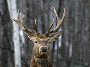 Ahhh.......first snowfall