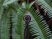 Hawai'i Volcanoes National Park