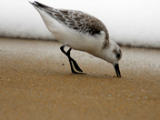 Assateague National Seashore