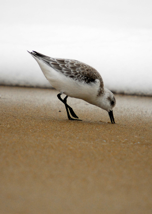 Assateague National Seashore