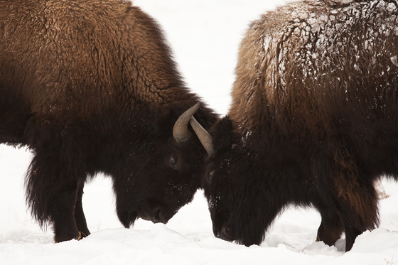 Yellowstone National Park