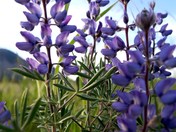 Yosemite National Park