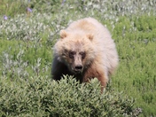 Denali National Park