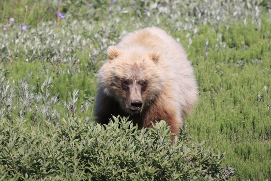Denali National Park