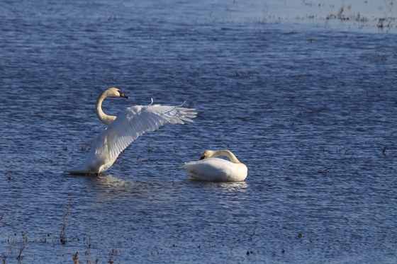 Squaw Creek National Wildlife Refuge