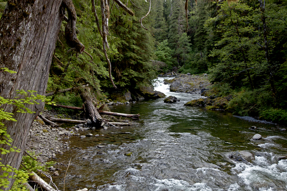 Olympic National Park