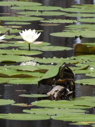 Banks Lake National Wildlife Refuge
