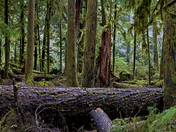 Olympic National Park