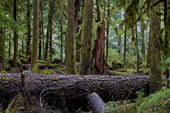 Olympic National Park