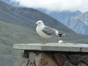 Denali National Park