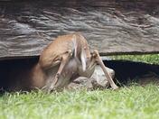 Great Smokey Mountains National Park / Cades Cove, TN