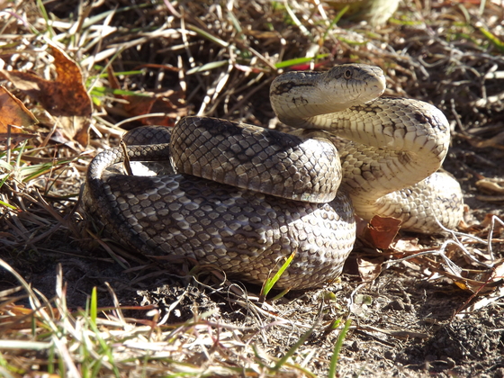 Banks Lake National Wildlife Refuge