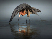Ten Thousand Islands National Wildlife Refuge