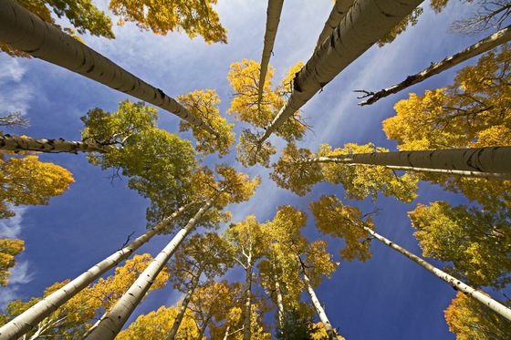 Coconino National Forest