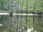 Black Bajou National Wildlife Refuge