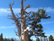 cedar breaks national monument