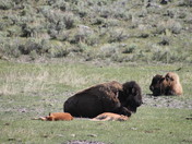 Yellowstone National Park