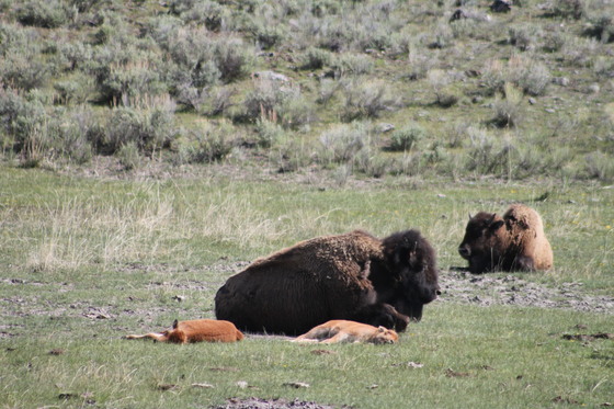 Yellowstone National Park