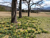 Great Smokey Mountain National Park