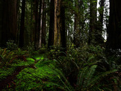 Redwood National Park