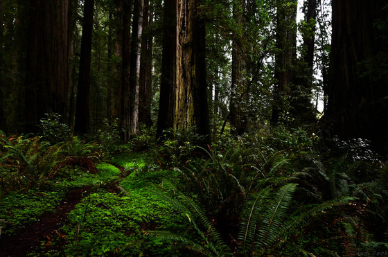 Redwood National Park