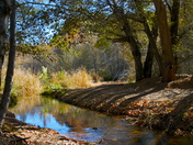 coconino national forest