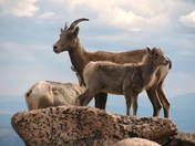 Mount Evans Wilderness Area, Colorado