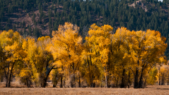 Grand Teton National Park