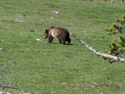 Yellowstone National Park
