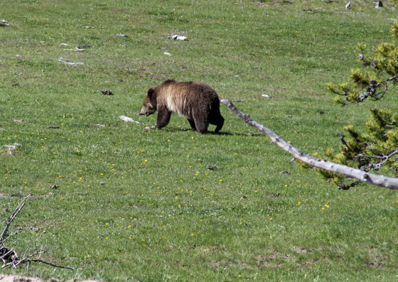Yellowstone National Park
