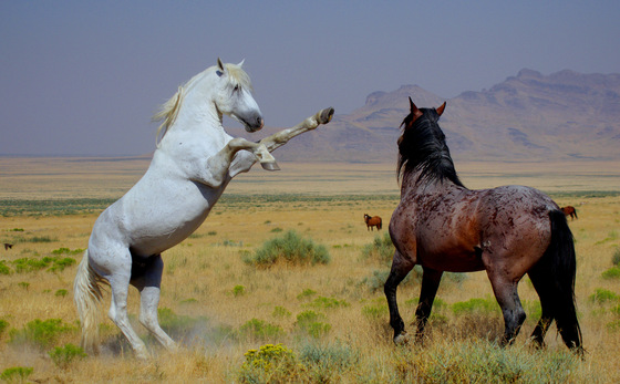 Utah's West Desert