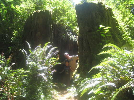 redwoods