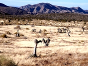 gold butte back country btway