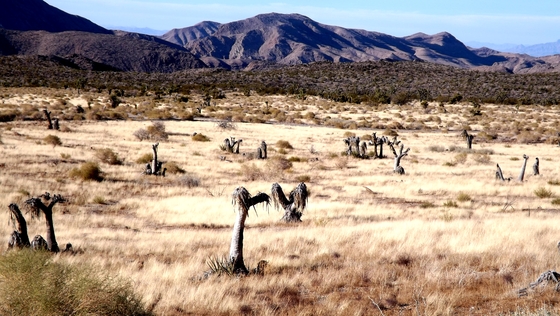 gold butte back country btway