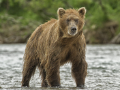 Katmai National Park